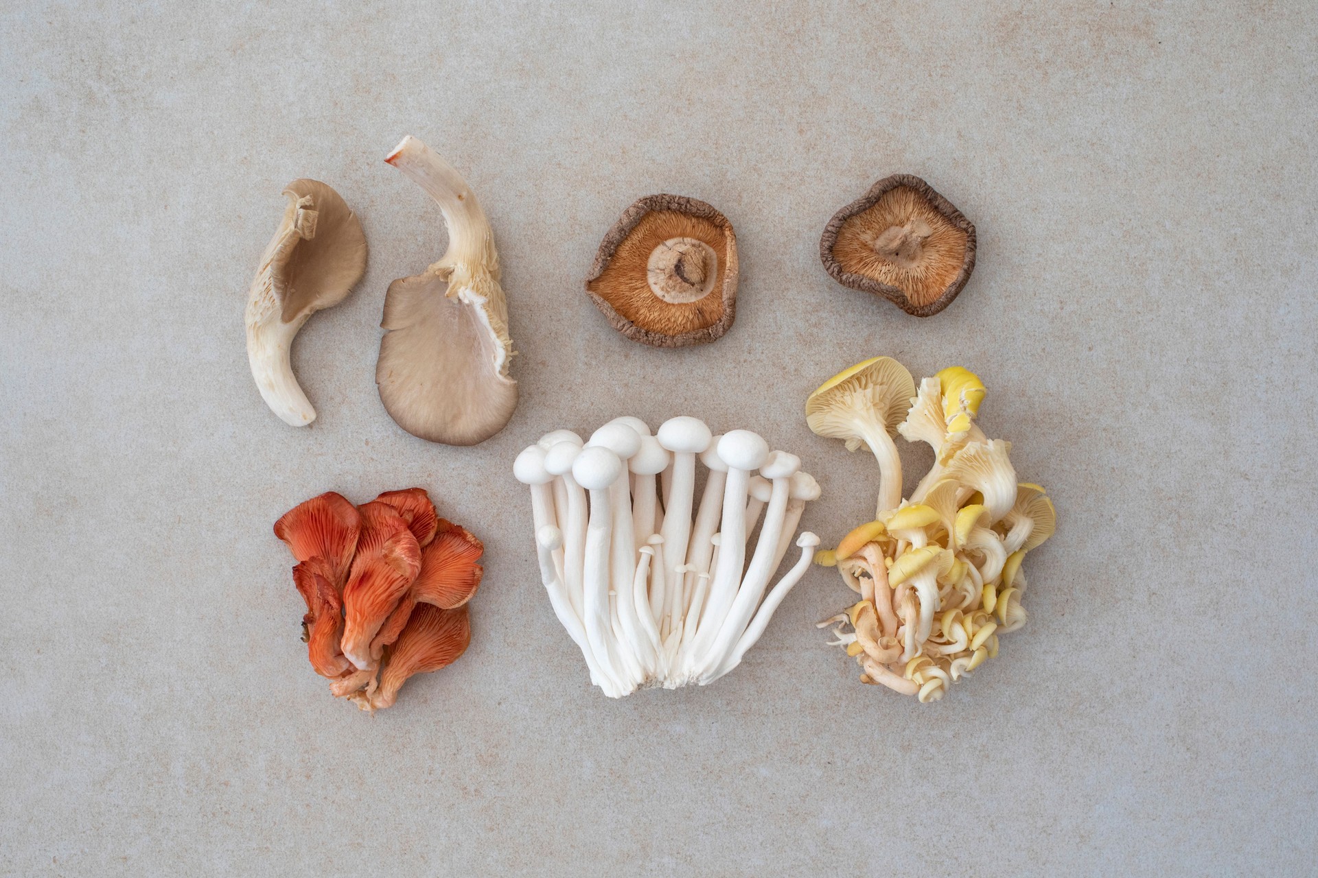 Speciality mushrooms flay lay still life